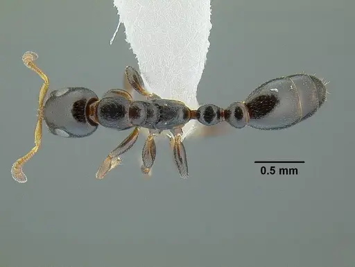 Tetraponera continua specimen