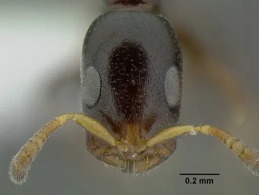 Tetraponera continua specimen