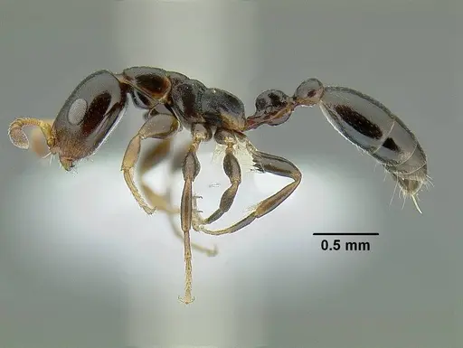 Tetraponera continua specimen