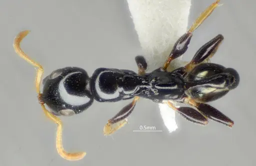 Tetraponera convexa specimen