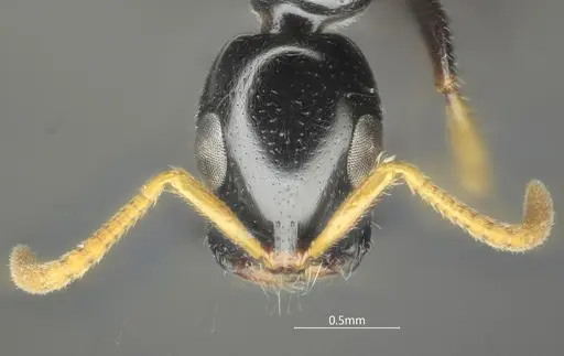 Tetraponera convexa specimen