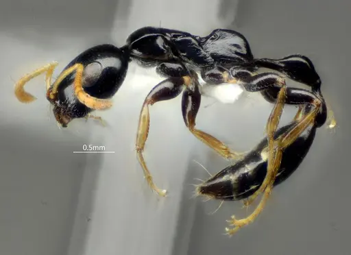 Tetraponera convexa specimen