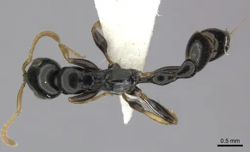 Tetraponera convexa - CASENT0235339