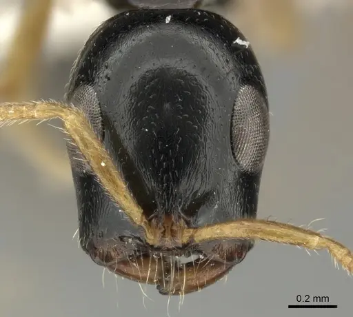 Tetraponera convexa - CASENT0235339