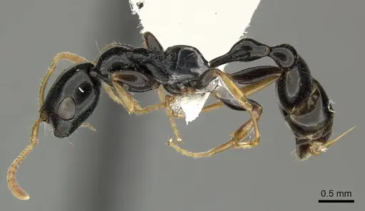 Tetraponera convexa - CASENT0235339