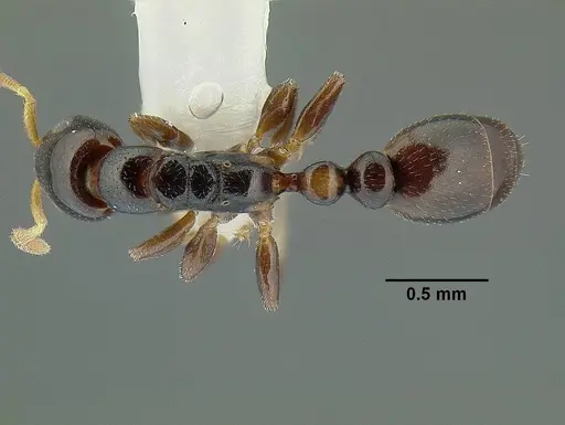 Tetraponera cortina specimen