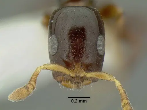 Tetraponera cortina specimen