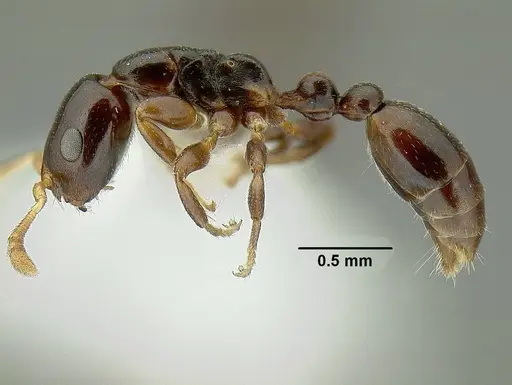 Tetraponera cortina specimen