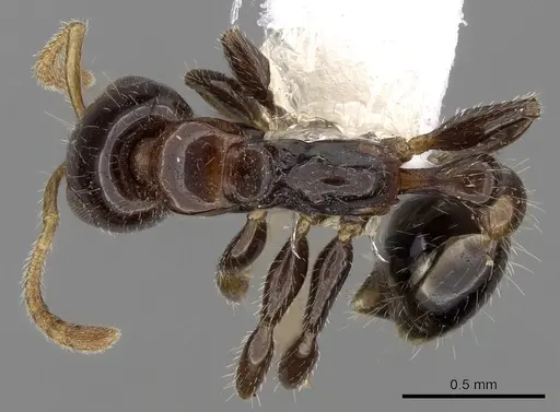 Tetraponera crassiuscula specimen