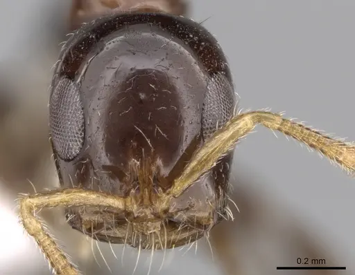 Tetraponera crassiuscula specimen