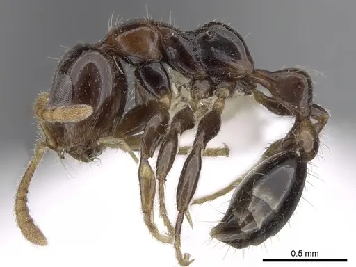 Tetraponera crassiuscula specimen