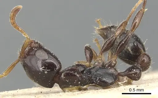 Tetraponera crassiuscula - CASENT0904038