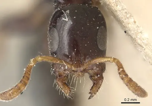 Tetraponera crassiuscula - CASENT0904038