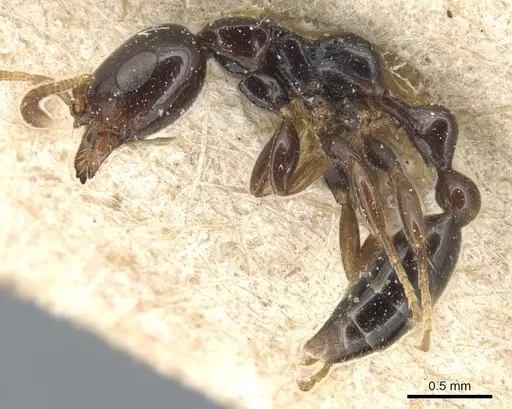 Tetraponera crassiuscula - CASENT0904038