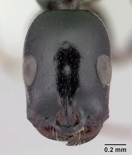 Tetraponera diana specimen