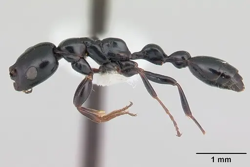 Tetraponera diana specimen