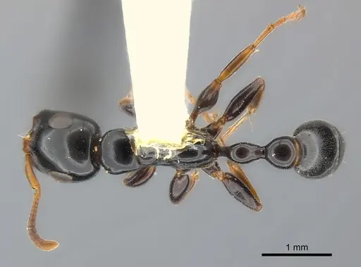 Tetraponera difficilis specimen