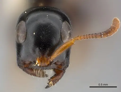 Tetraponera difficilis specimen