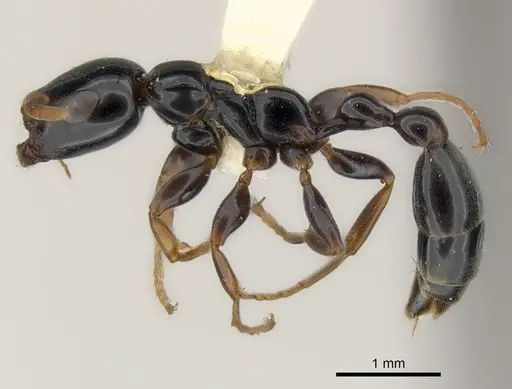Tetraponera difficilis specimen