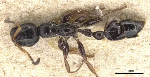 Tetraponera difficilis - CASENT0904040