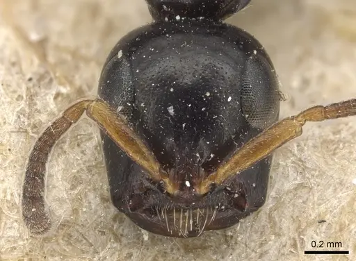 Tetraponera difficilis - CASENT0904040