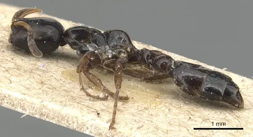 Tetraponera difficilis - CASENT0904040