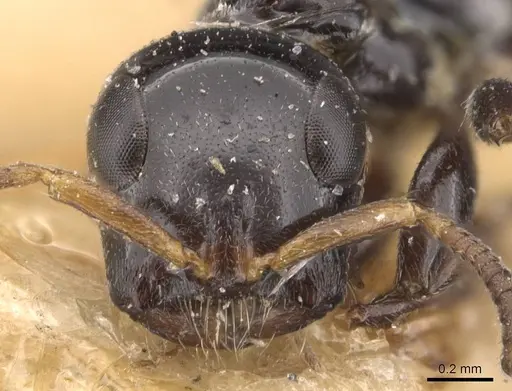 Tetraponera difficilis - CASENT0907466