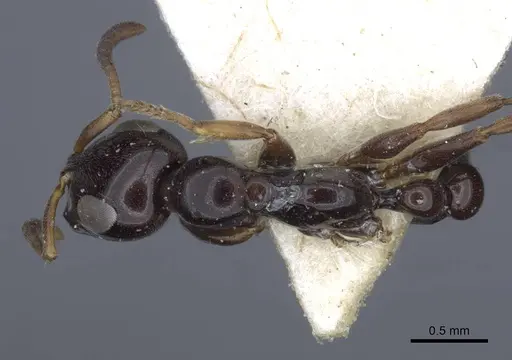 Tetraponera difficilis - CASENT0916871