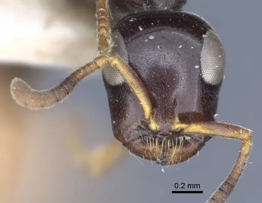 Tetraponera difficilis - CASENT0916871