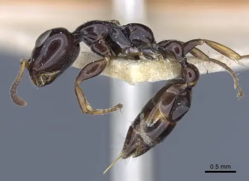 Tetraponera difficilis - CASENT0916871