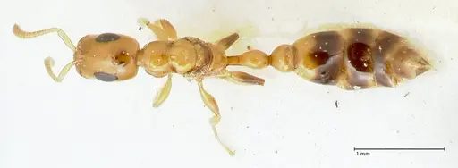 Tetraponera difficilis - FOCOL1176