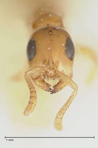 Tetraponera difficilis - FOCOL1176
