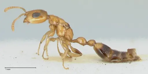 Tetraponera difficilis - FOCOL1176