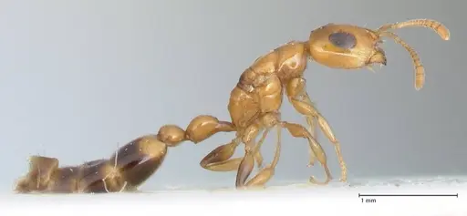 Tetraponera difficilis - FOCOL1176