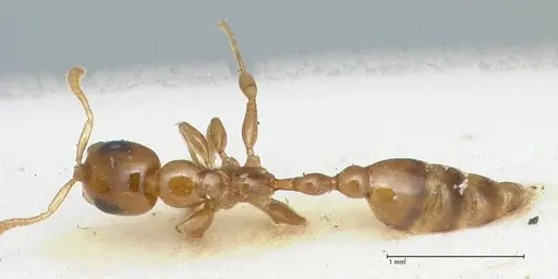 Tetraponera difficilis - FOCOL1177
