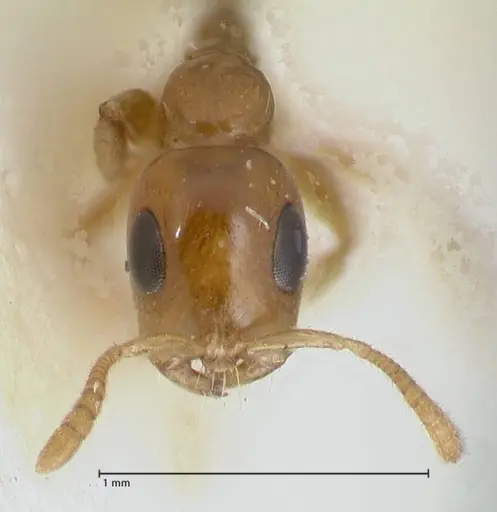 Tetraponera difficilis - FOCOL1177