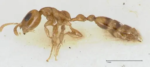 Tetraponera difficilis - FOCOL1177