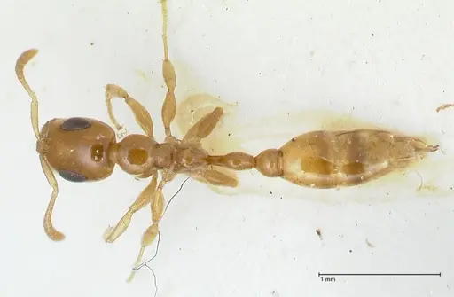 Tetraponera difficilis - FOCOL1178