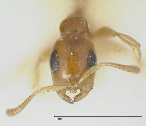 Tetraponera difficilis - FOCOL1178