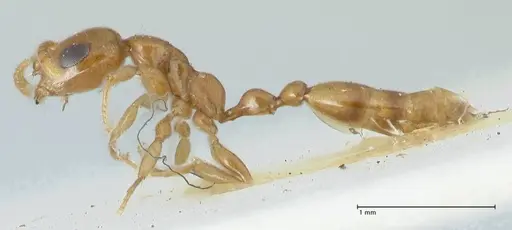 Tetraponera difficilis - FOCOL1178