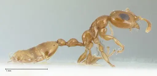 Tetraponera difficilis - FOCOL1178