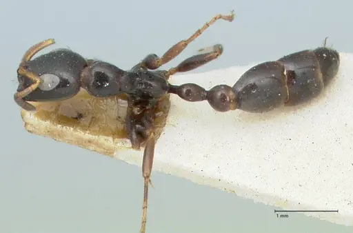 Tetraponera difficilis - FOCOL1179