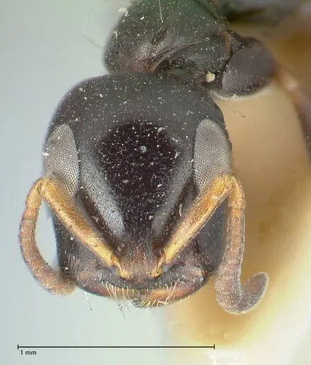 Tetraponera difficilis - FOCOL1179