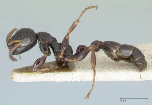 Tetraponera difficilis - FOCOL1179