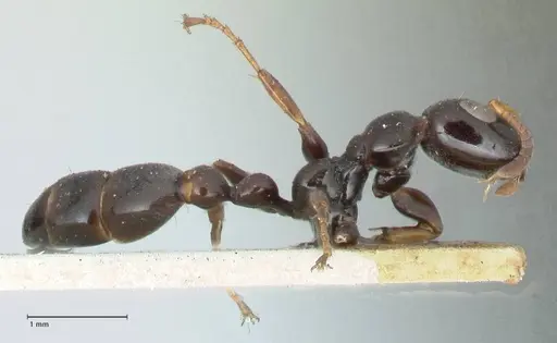 Tetraponera difficilis - FOCOL1179