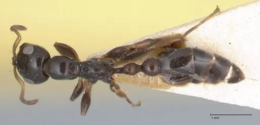 Tetraponera difficilis - FOCOL1180