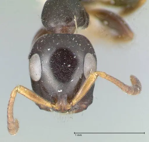 Tetraponera difficilis - FOCOL1180