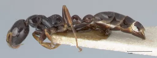 Tetraponera difficilis - FOCOL1180