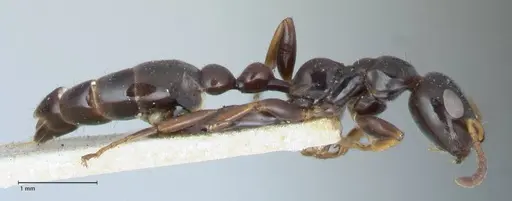 Tetraponera difficilis - FOCOL1180