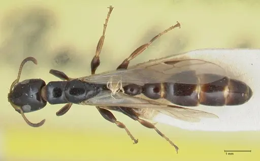 Tetraponera difficilis - FOCOL1181